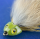 Koppenköpfe - Sculpin Heads -olive-